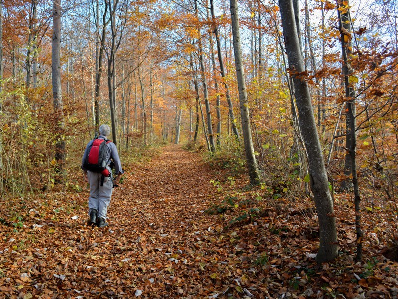 La montée vers les ruines de Homburg se fait à travers une forêt aux couleurs de fin d’automne. Photos: Werner Nef