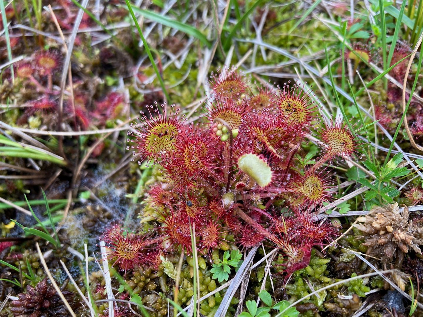 Le rossolis, une plante insectivore, pousse juste à côté du chemin.