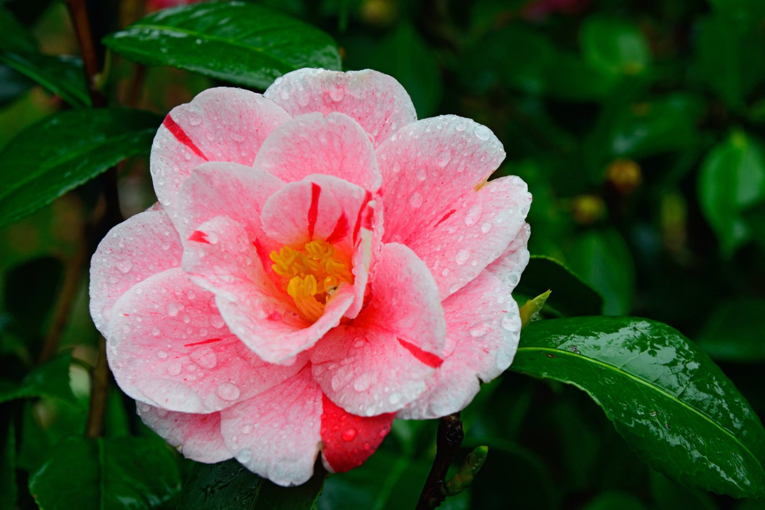 Magolien, Rhododendron und Kamelien (Bild) sind hier die am meisten vorkommenden Blumen. Foto: natur-welten.ch