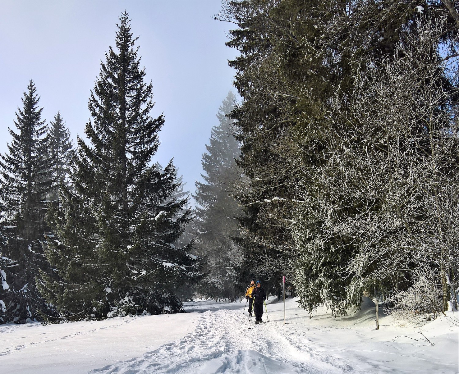 Passage dans la forêt non loin de la station supérieure du Mont-Soleil. Photo: Andreas Staeger