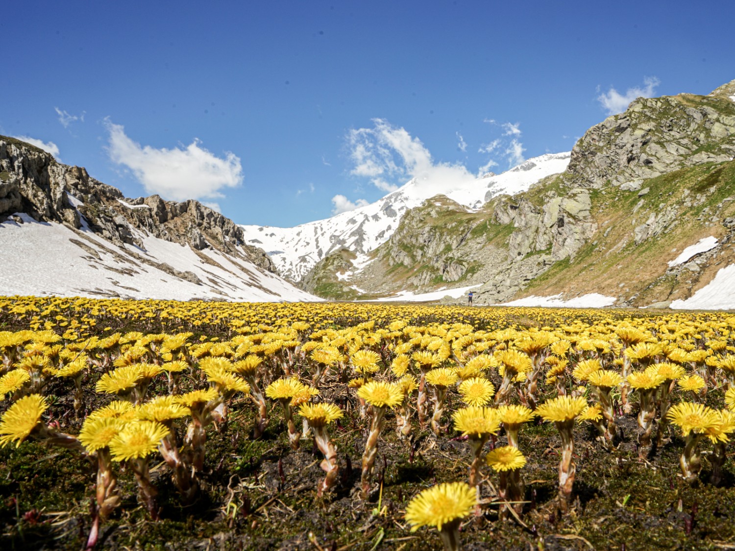 Escursione sull’Altopiano della Greina: al di là del Passo della Greina germogliano le prime farfare. Foto: Reto Wissmann