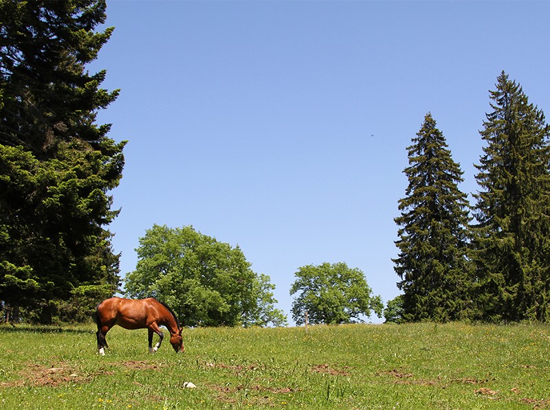 Le randonneur rencontre des chevaux dans les pâturages, des sapins majestueux et des fleurs colorées. Photos: Manuela Gianella