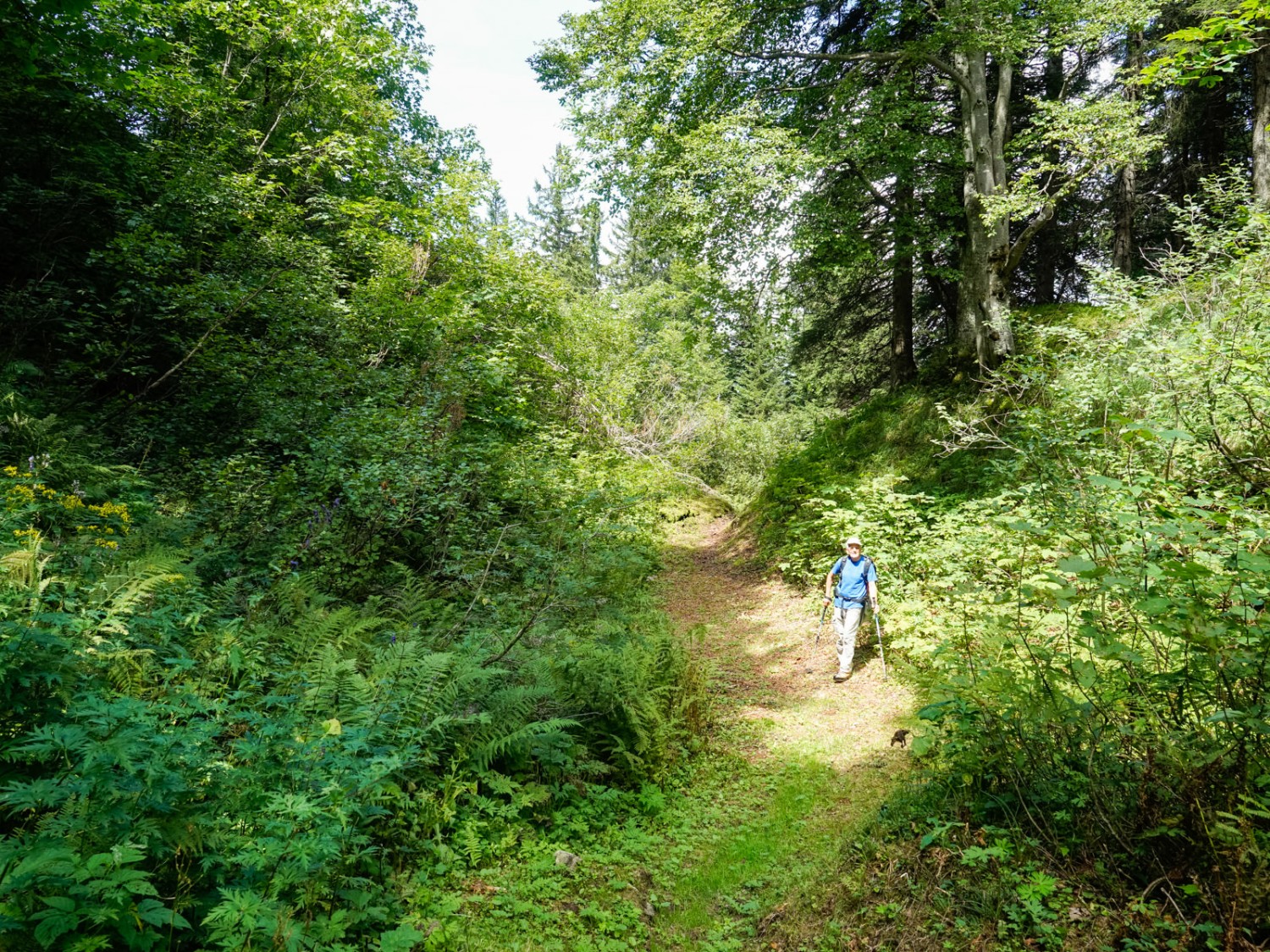 Überraschende Nackentälchen im Abstieg nach Muotathal. Bild: Fredy Joss