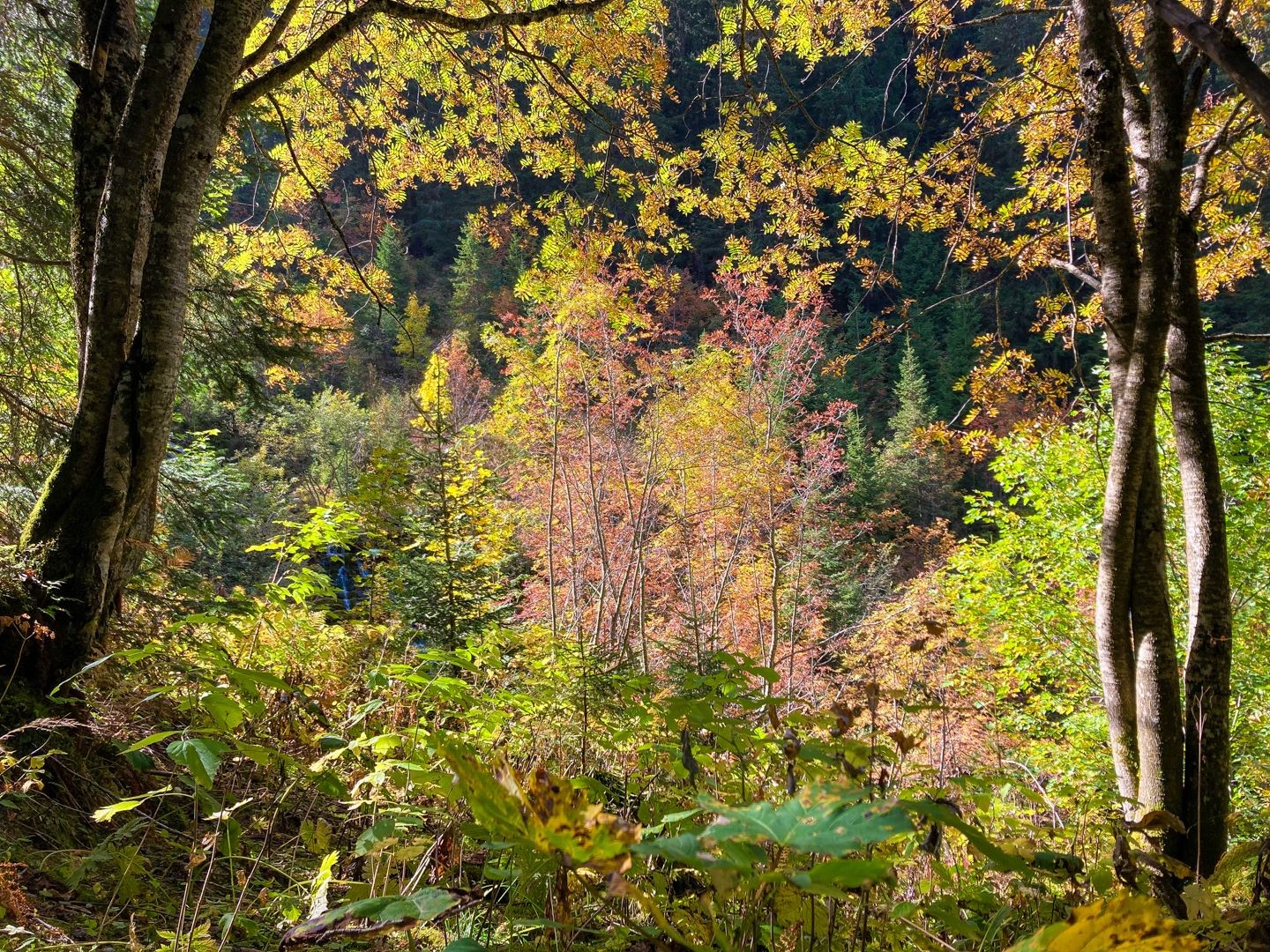 Herbstlicher Wald als Wegbegleiter.