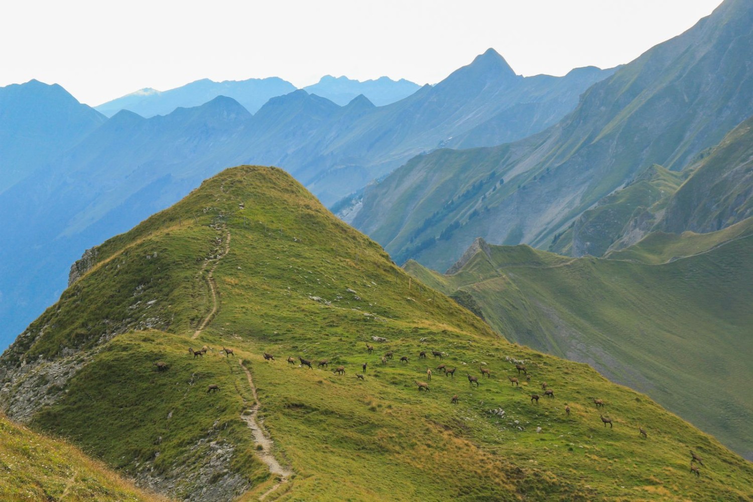 Des chamois apparaissent le soir. Ils broutent les herbes aromatiques des prairies de la Zwischenegg.