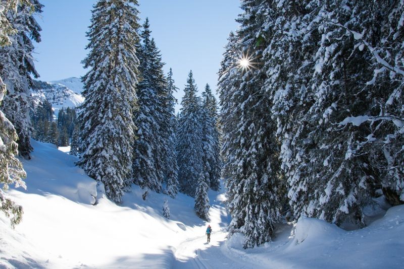 Une vraie forêt enchantée