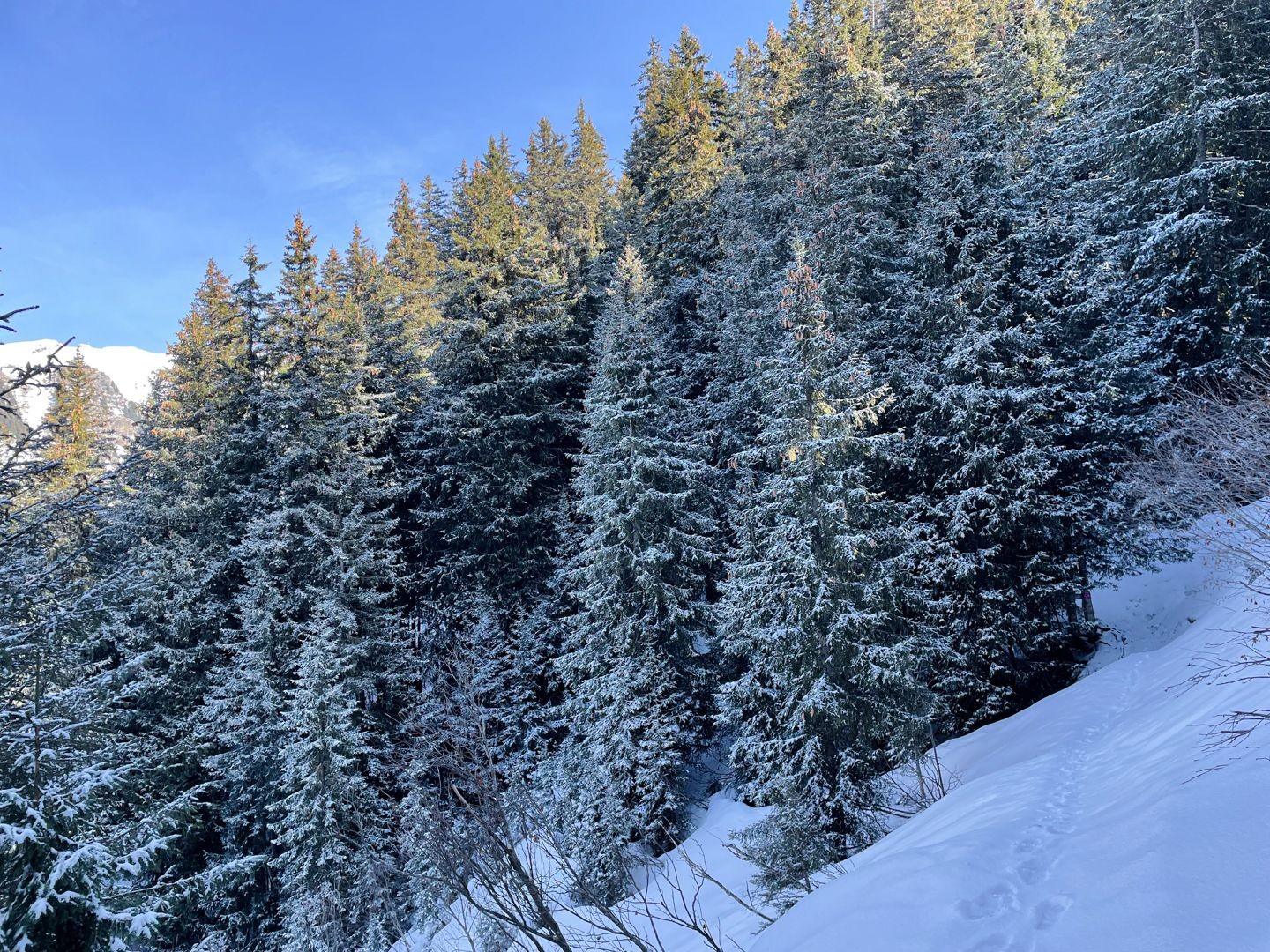 Spur durch den verschneiten Wald.