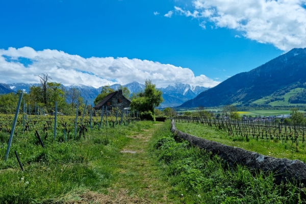 Passeggiata tra vigneti e castelli attraverso la Signoria Grigionese