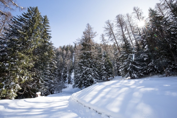 Zu den Anfängen des Lawinenschutzes in Leukerbad