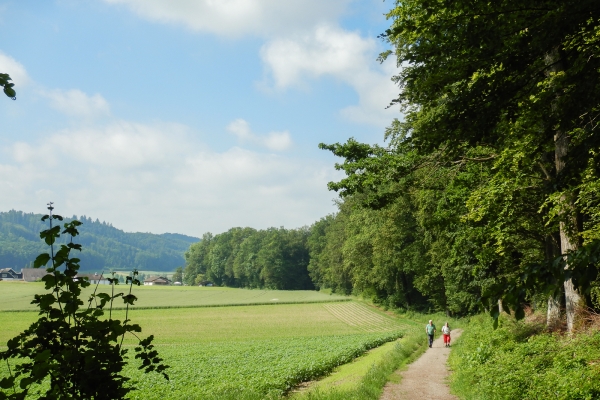 Les collines des Buchsiberge et Wynigenberge