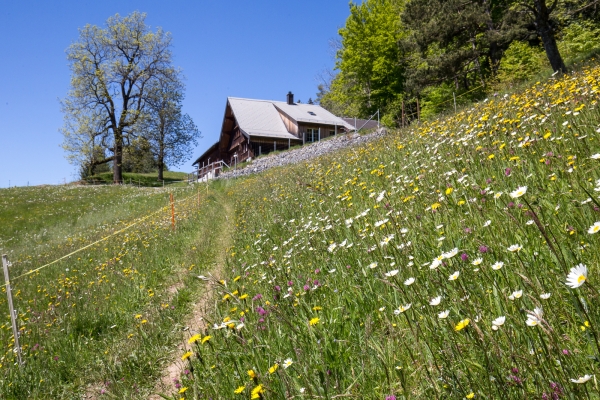 Vom Appenzeller Vorderland ins Rheintal