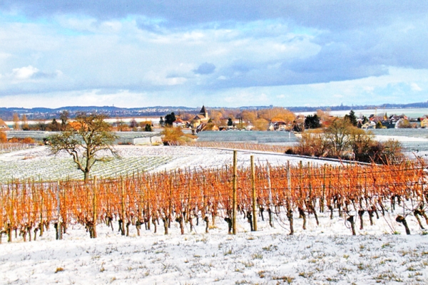 Ile de Reichenau