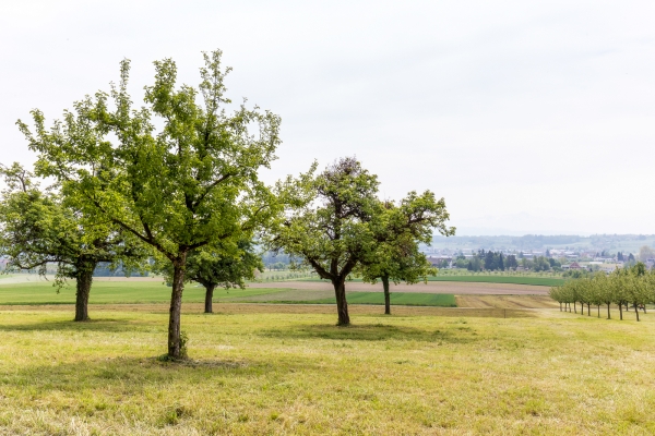 Escursione floreale al lago di Costanza