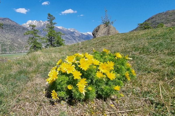 Einzigartige Blütenpracht im Turtmanntal