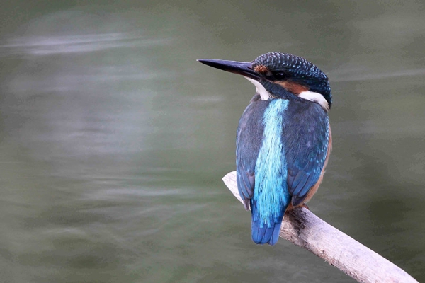 Seltener Vogel im Seeland