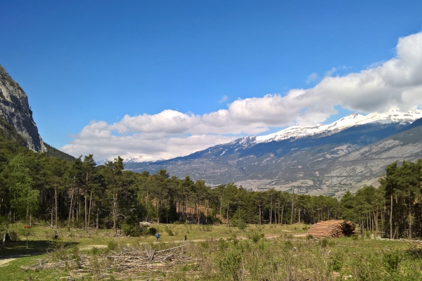 Escursione attraverso il bosco di Finges