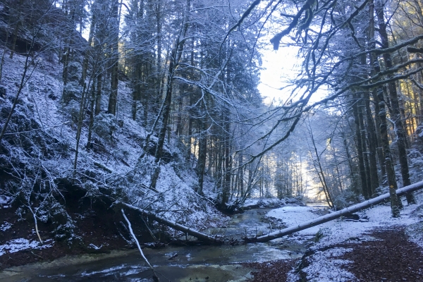 Winterlicher Schwarzwassergraben