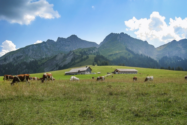 Moorlandschaft am Col des Mosses