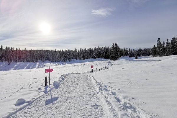 Blancs pâturages dans le Jura vaudois