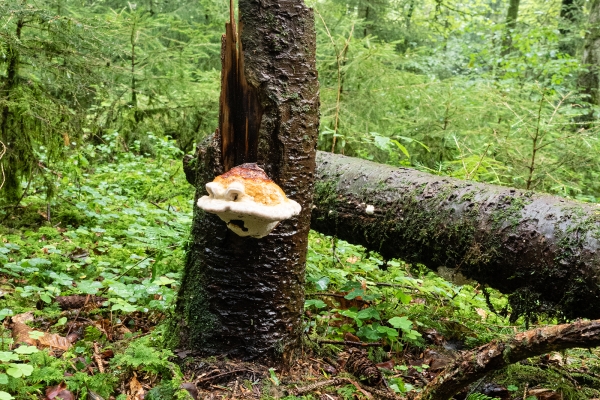 Dans la forêt de Grauholz, près de Berne