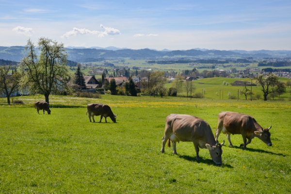 Visite du Fürstenland II