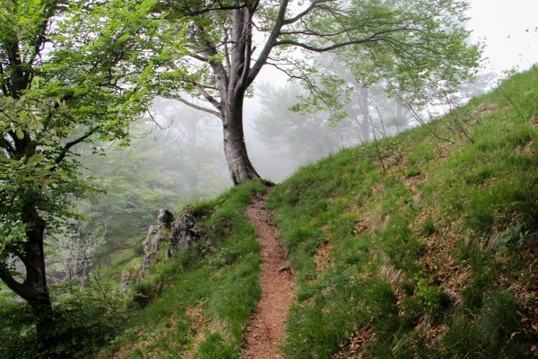 Rochers dentelés et forêts dans le Val Colla TI