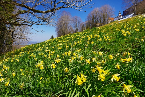 Narcisses en Haute-Ajoie