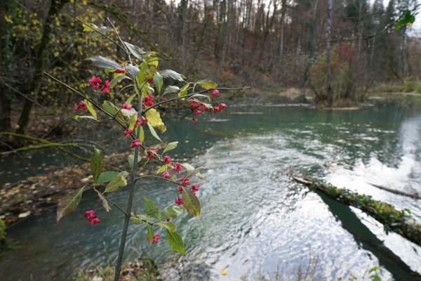 Idyllische Wanderung durchs Churz- und Langloch nach Schaffhausen