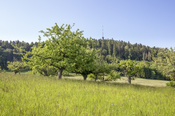 Hiboux et chouettes dans la campagne zurichoise