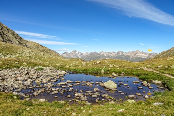 Pavot des Alpes et bouquetins