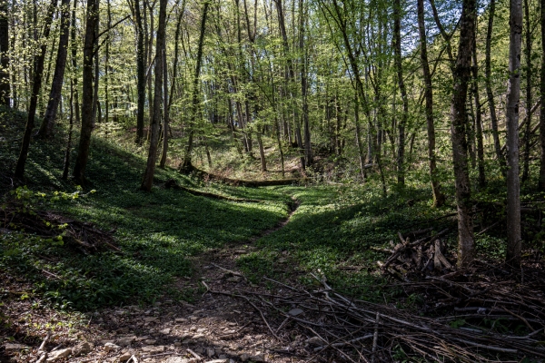 Au pays des cerisiers, de Gempen à Liestal