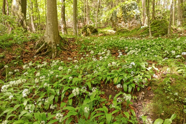 Dans la région de l’éboulement de Goldau