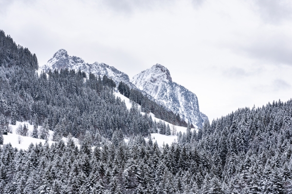 Une forêt enchantée