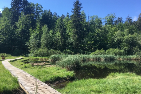 Ruhige Insel im Chernwald