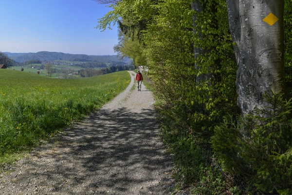 Vor lauter Bäumen die Stadt vergessen