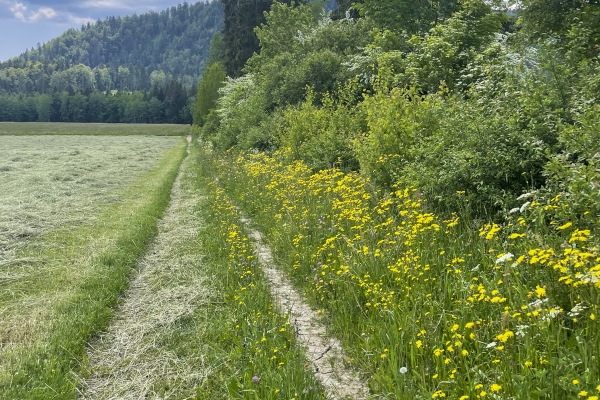 Dal borgo monastico al Montbautier