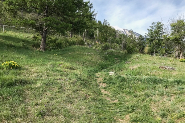 Einzigartige Blütenpracht im Turtmanntal