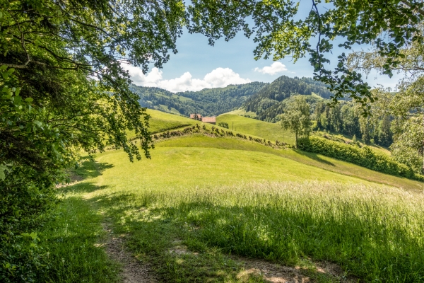 Par monts et vallées dans le Tössbergland 