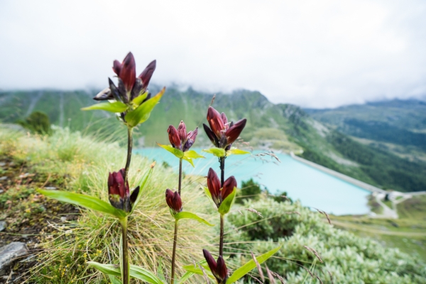 Entlang der höchsten Suone von Nendaz