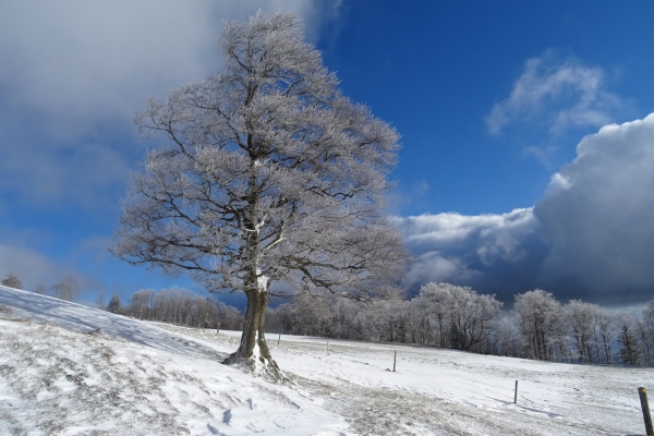 Montagne de Granges: randonnée en raquettes