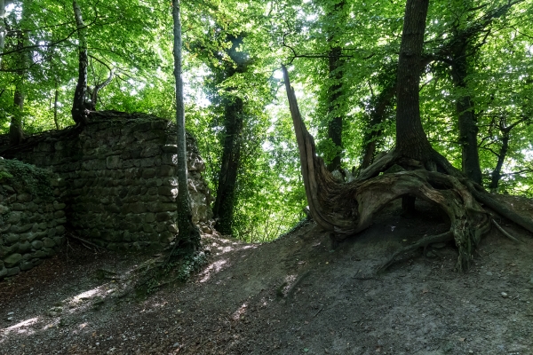 Plongée dans le Moyen Age 1