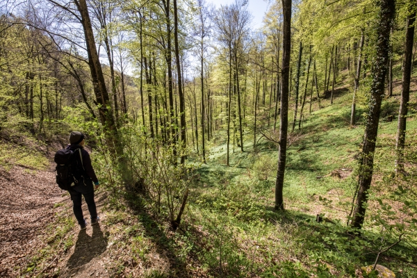 Durchs Kirschblütenland von Gempen nach Liestal