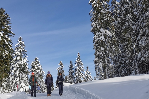 Weisse Weiden im Waadtländer Jura