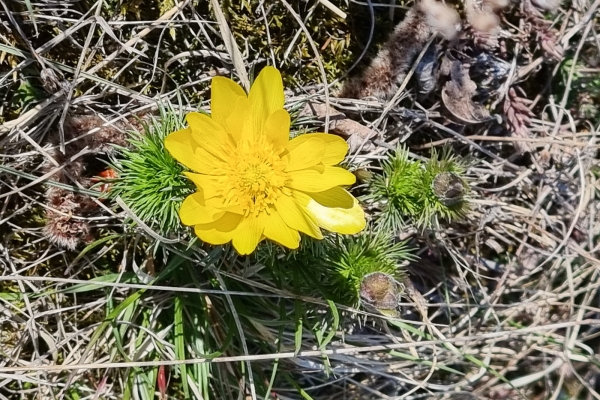 Floraison dans la vallée de Tourtemagne