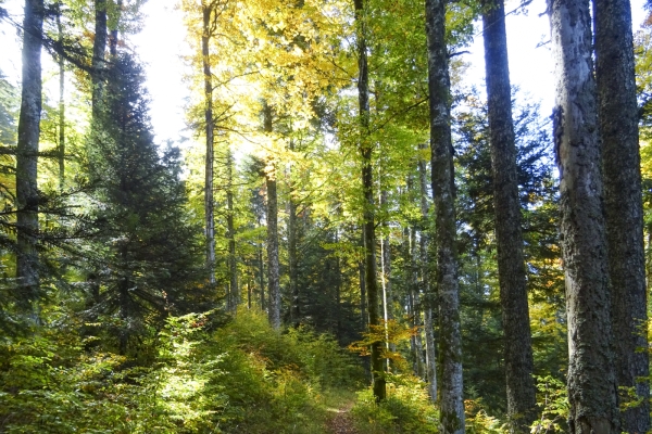 Auf den Spuren von «Lothar» im Val de Travers