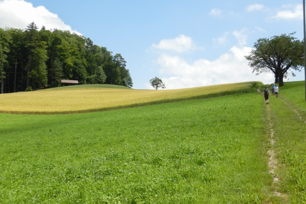 Aussichtsreiche Buchsi- und Wynigenberge