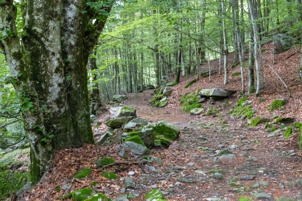 Sur des chemins isolés dans la verte Valle di Vergeletto