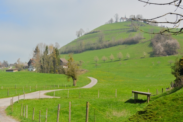 Chriesibluest-Wanderung in Zug