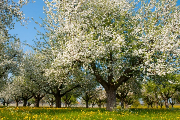 Frühling auf dem Seerücken