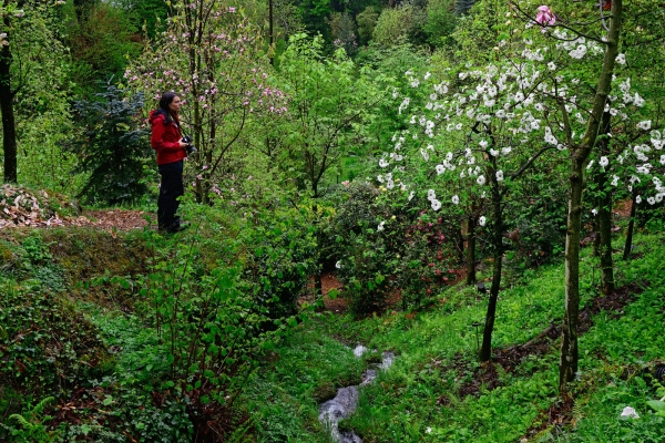 Frühling im Gambarogno 